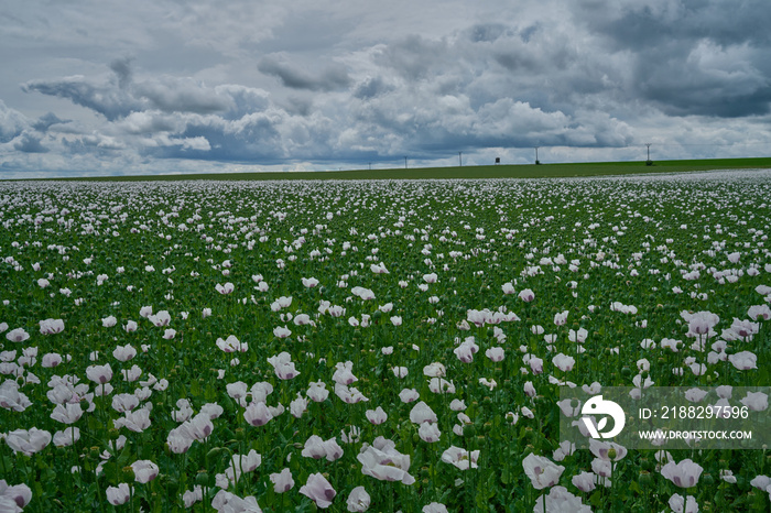 White poppy field	on a cloudy day
