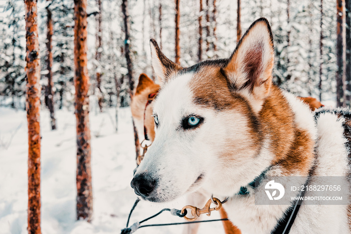 Husky dog sled in Finland of Lapland winter