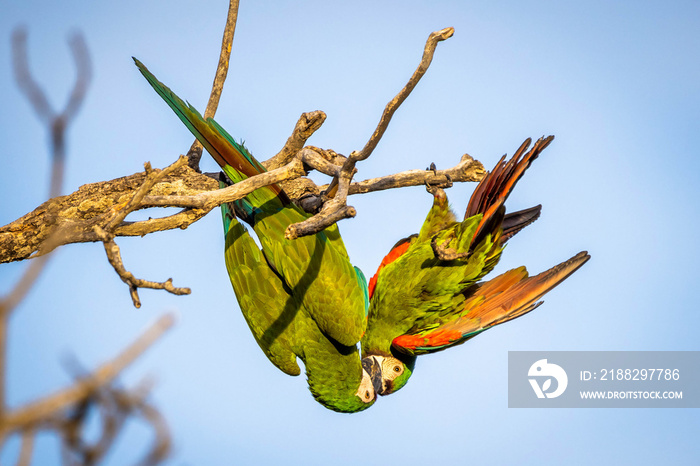 Beautiful close up couple of macaw green parrots on the tree portrait