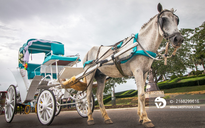 horse and carriage