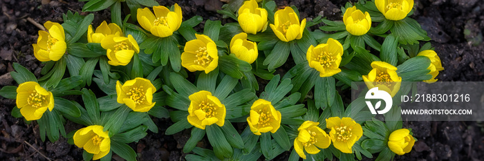 花园里的冬乌头（Eranthis hyemalis）花朵全景