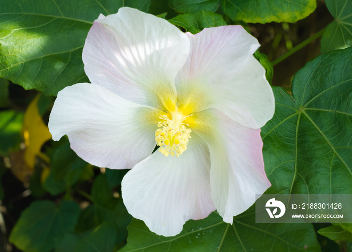沖縄に咲く芙蓉の白い大きな花