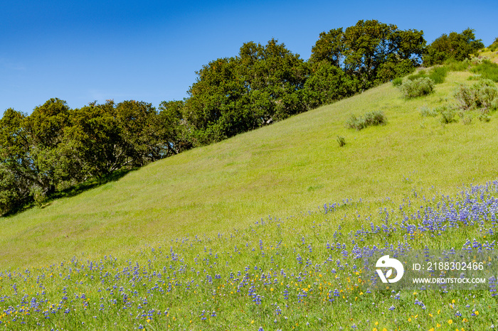 加州蒙特利附近托罗公园橡树林下的山坡草地，开着蓝色和黄色的野花