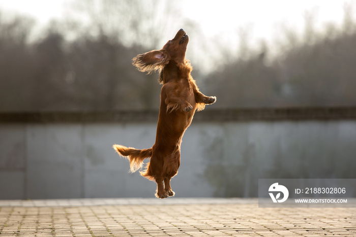 快乐的达克斯猎犬在户外高空跳跃