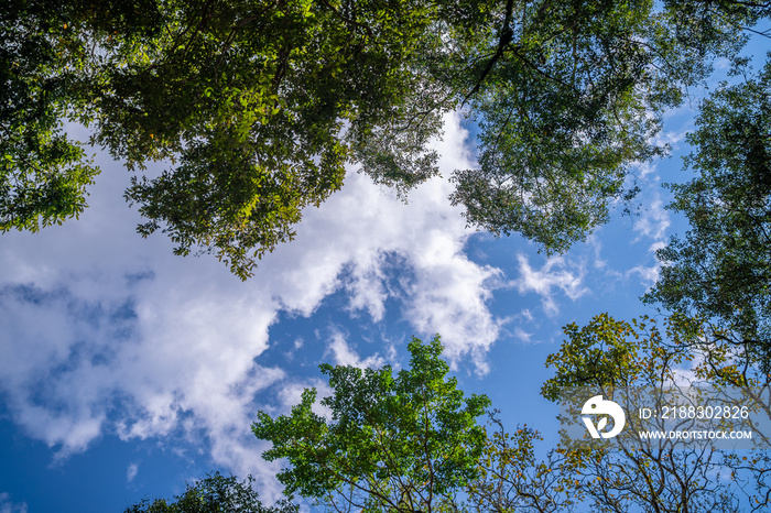 Looking up through the treetops. Beautiful natural frame of foliage against the sky. Copy space.Gree