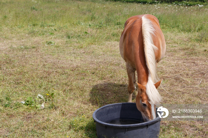 哈夫林格小马在布列塔尼田野的水槽里喝水