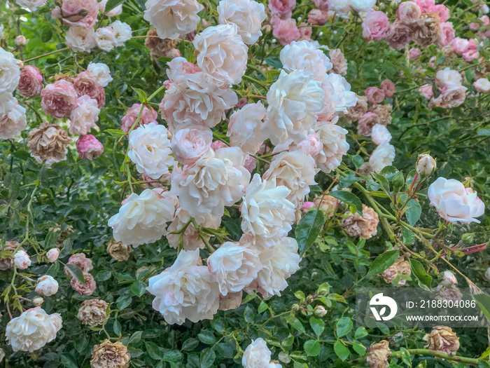 White and pink garden roses close-up. Wedding bouquet. Flowers in the garden. Floral background. Cop