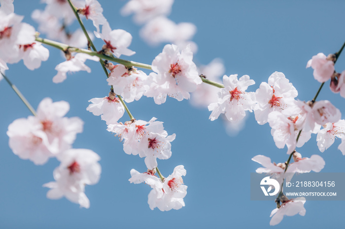 Almond blossom on blue sky background.