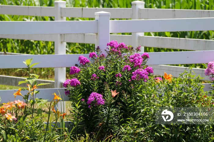 white picket garden fence with bright yellow and pink purple blooming wild flowers