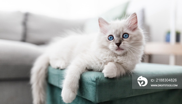 Piccolo gatto bianco occhi azzurri sul divano