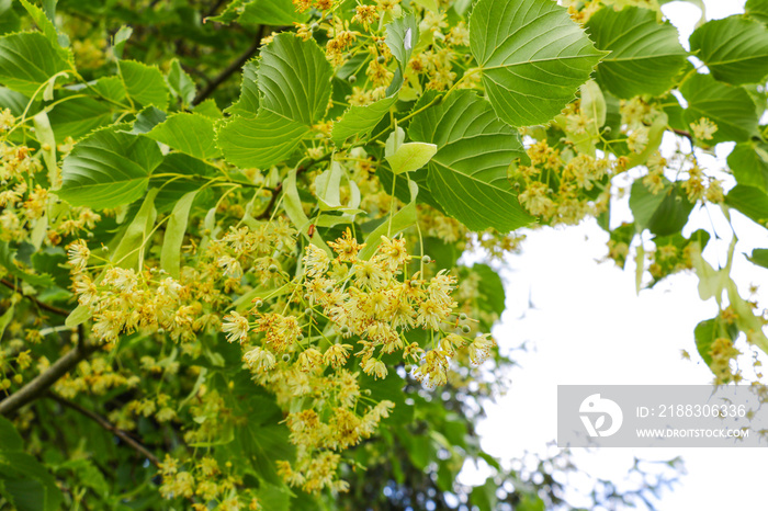 Linden Tree lime tree linden blossom in the spring.