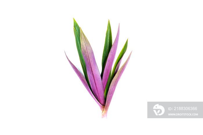 Long, bright, purple and pink leaves of a tropical plant isolated on white background.