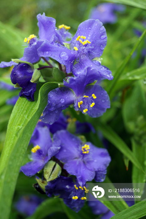 Vertical closeup of the purple-blue flowers of Zwanenburg Blue spiderwort (Tradescantia x anderson