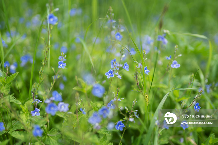 Veronica officinalis blue flower herb plant