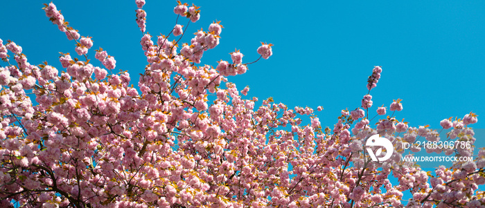 Spring banner, blossom background. Sakura Festival. Cherry pink blossoms close up. Blooming Sakura t