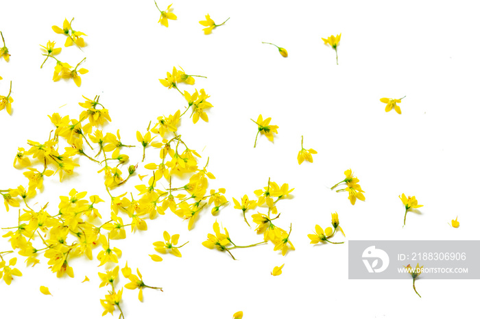 白色背景上的黄色花朵
