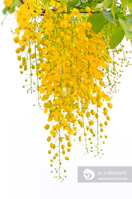 Cassia fistula, beautiful yellow flower on isolated white background