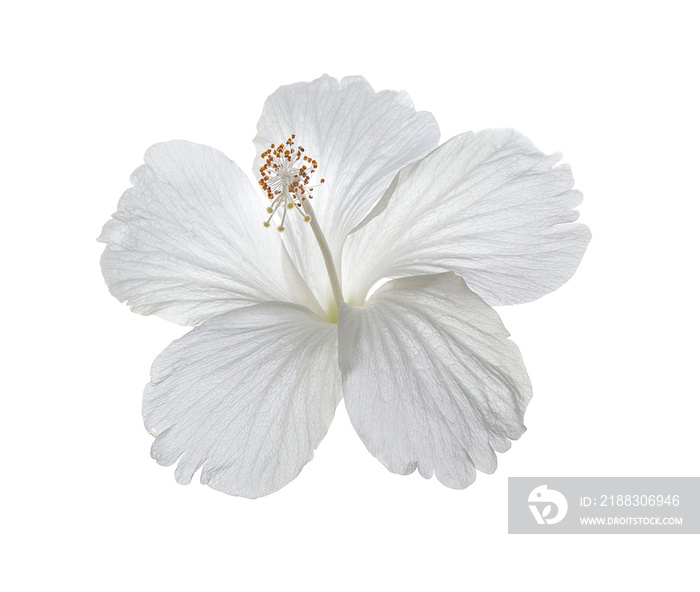 hibiscus flower isolated on white background