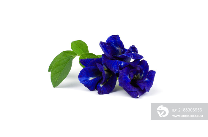 蝴蝶豌豆花分离于白色背景，Clitoria ternatea L.