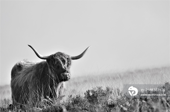 Hardy Highland cow on Exmoor, Somerset