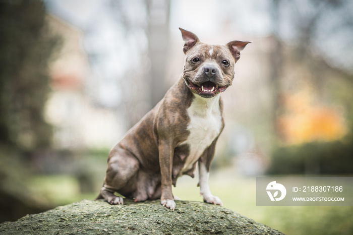 斯塔福德郡牛头梗微笑犬