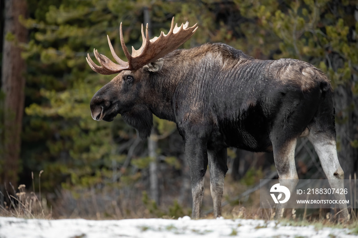 Moose in Jasper Canada