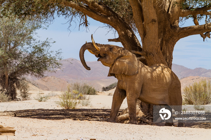 A big bull desert elephant in a desolate area near Purros and near the border of the Skeleton Coast 