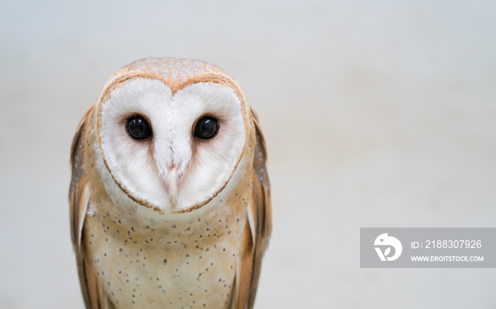 common barn owl