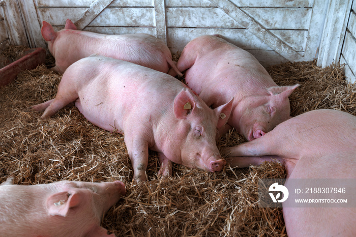 American yorkshire female pigs in pen