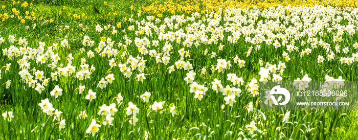 Frühlingswiese mit Narzissen und Osterglocken