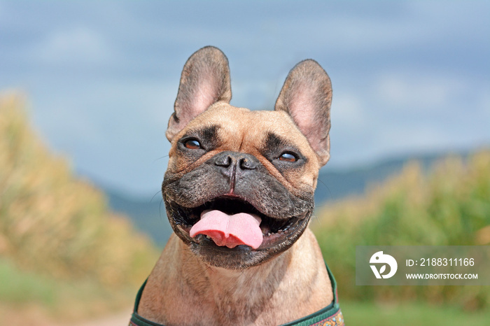 一只快乐微笑的棕色法国斗牛犬的头，在模糊的蓝天和田野背景上伸出舌头