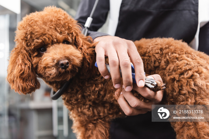 cropped view of african american groomer cutting claws of brown poodle.