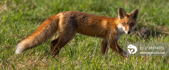 red fox hunting