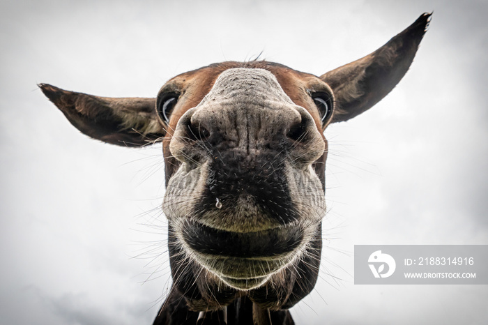 Donkey head close-up taken by downside