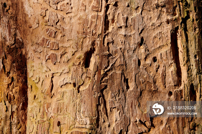 tree destruction by insect bark bootle woodworm