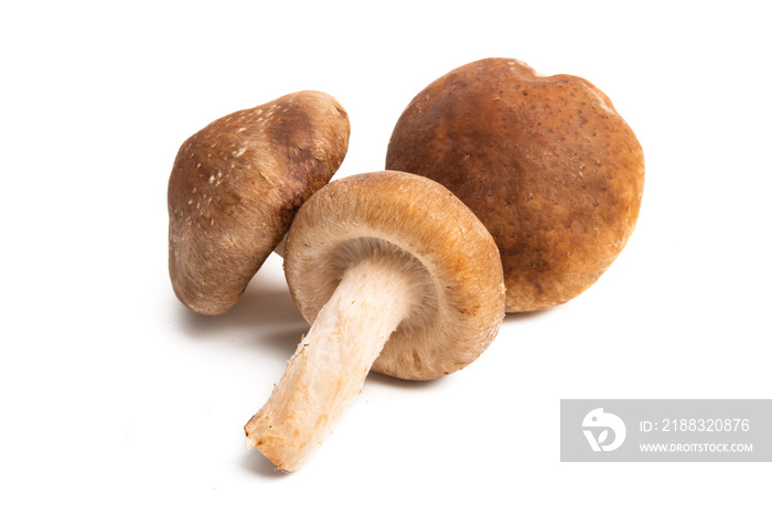 shiitake mushrooms isolated