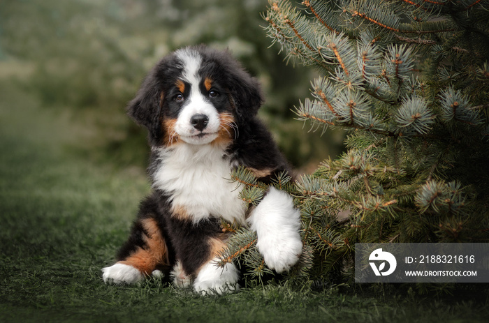 bernese mountain dog cute puppy photo lovely pet portrait on nature background