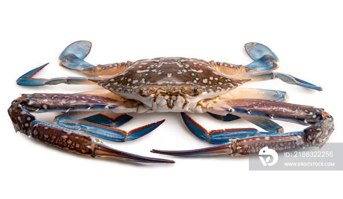 Fresh Blue Crab isolated on white background