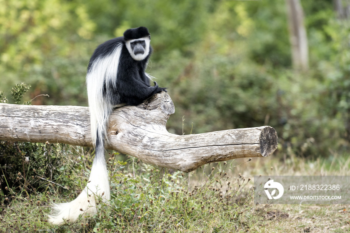 Singe colobus guereza