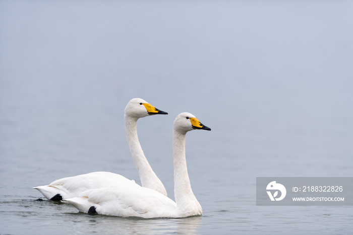 two whooper swans swimming