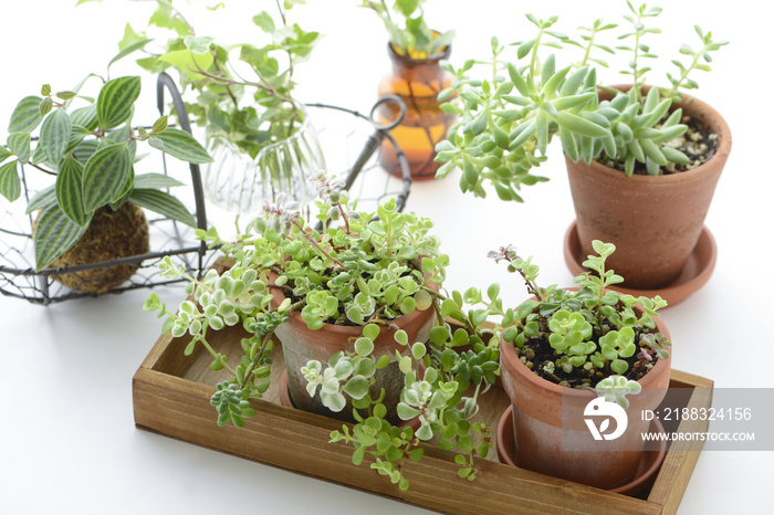 多肉植物　寄せ植え　観葉植物