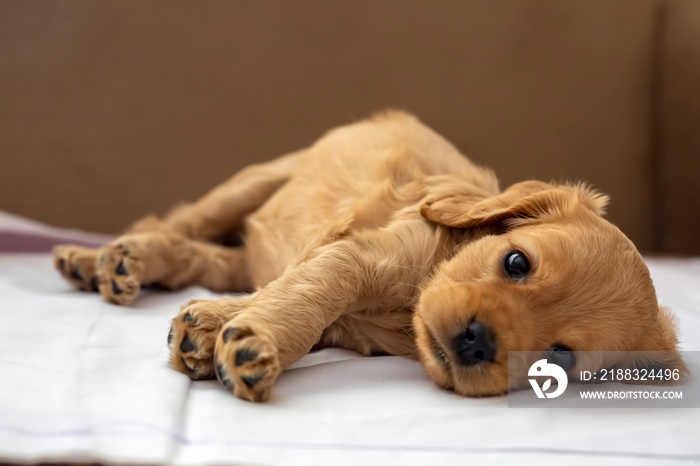 Pet animal; English Cocker Spaniel puppy sleeping indoor