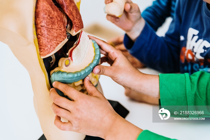 Anatomy class to children of primaría with a dummy of the human body