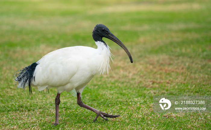 澳大利亚白ibis