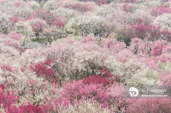 【三重県いなべ市】いなべ市梅林公園