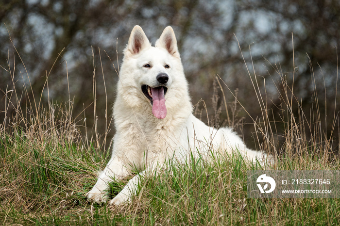 Berger Blanc Suisse白色德国牧羊犬