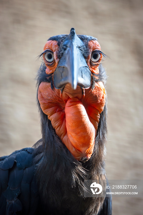 南部地面犀鸟（Bucorvus leadbeateri）看着相机的特写照片