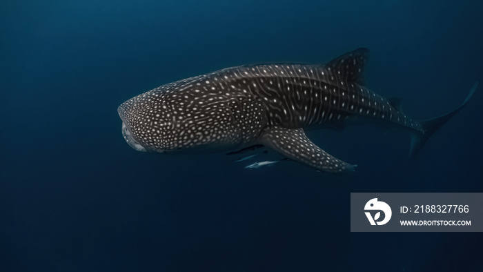 Massive whaleshark swimming in the deep with its large mouth open to feed on krill and planktons.