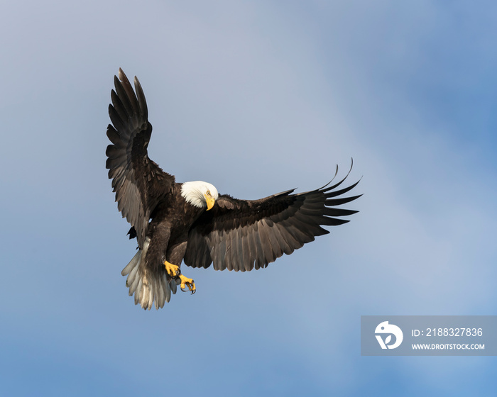 North America Bald Eagle in Kachemak Bay, Alaska