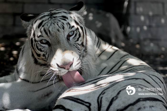 東武動物公園「ホワイトタイガー」